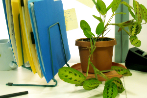 Desk Plant